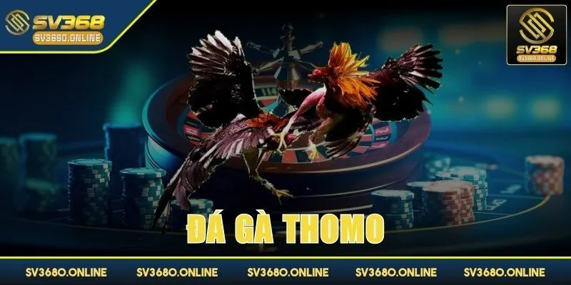 Đá gà Thomo - Nơi quy tụ của các chiến kê hành đầu 1 da ga thomo anh dai dien